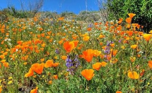 NZ Seed Bombs: Healing Herbs