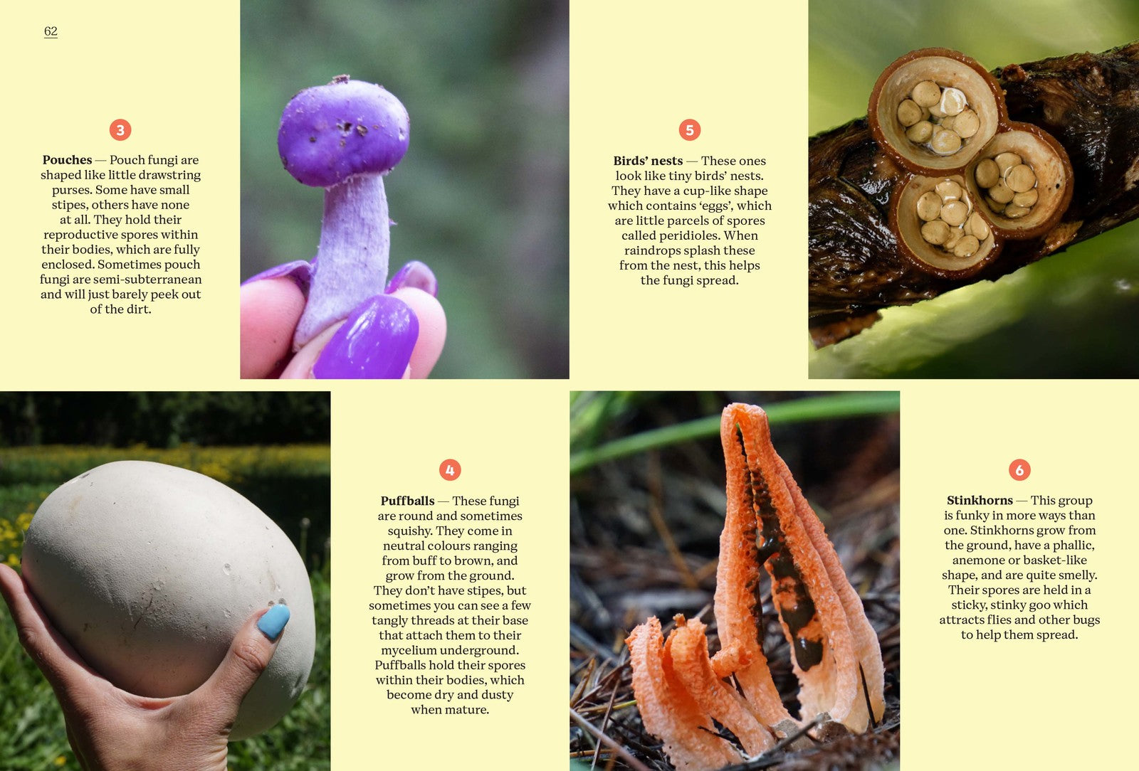 Fungi of Aotearoa by Liv Sisson