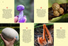 Fungi of Aotearoa by Liv Sisson