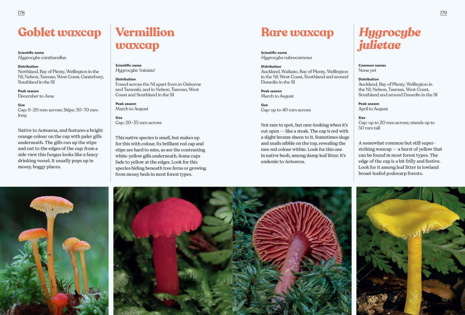 Fungi of Aotearoa by Liv Sisson