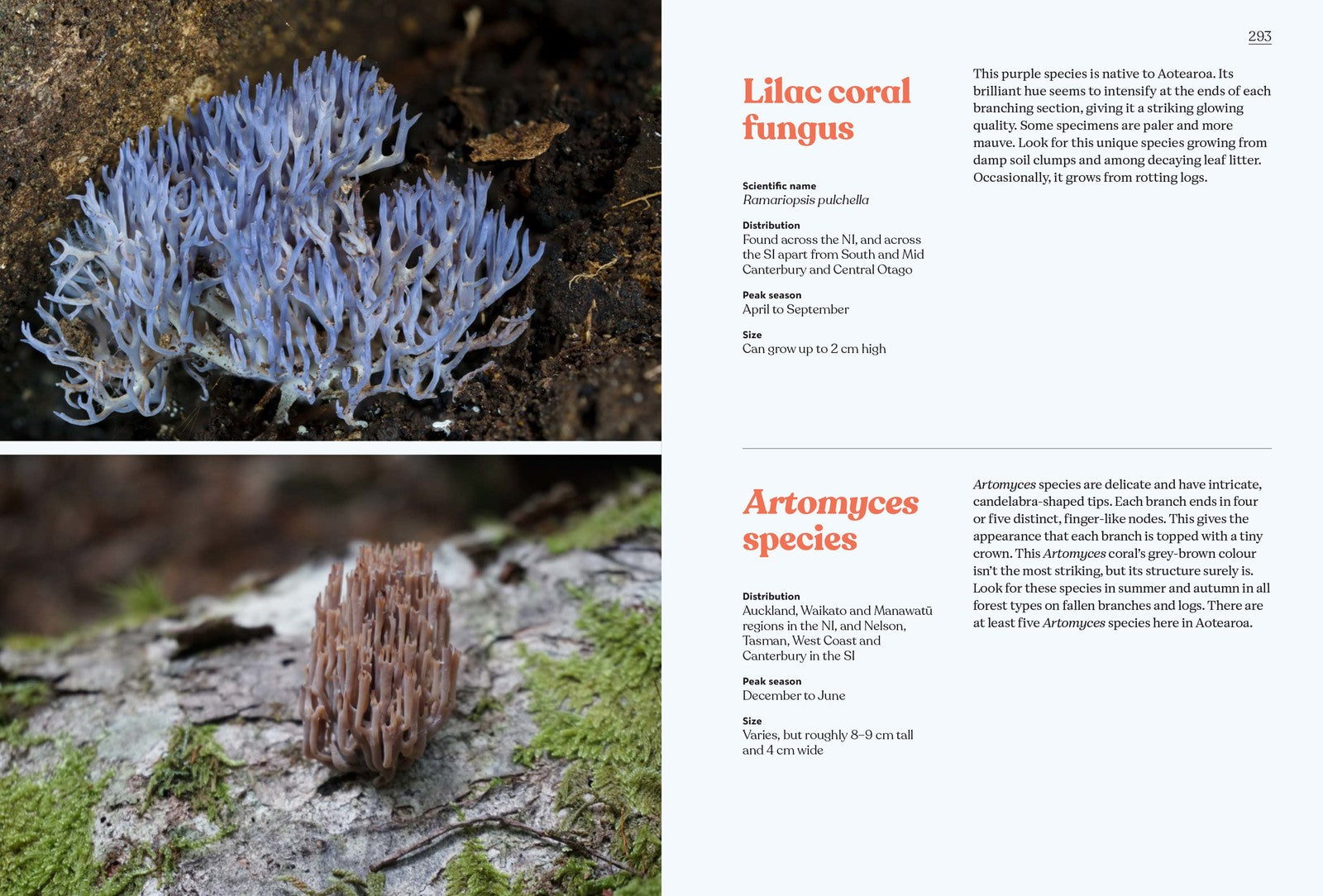 Fungi of Aotearoa by Liv Sisson