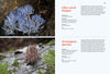 Fungi of Aotearoa by Liv Sisson
