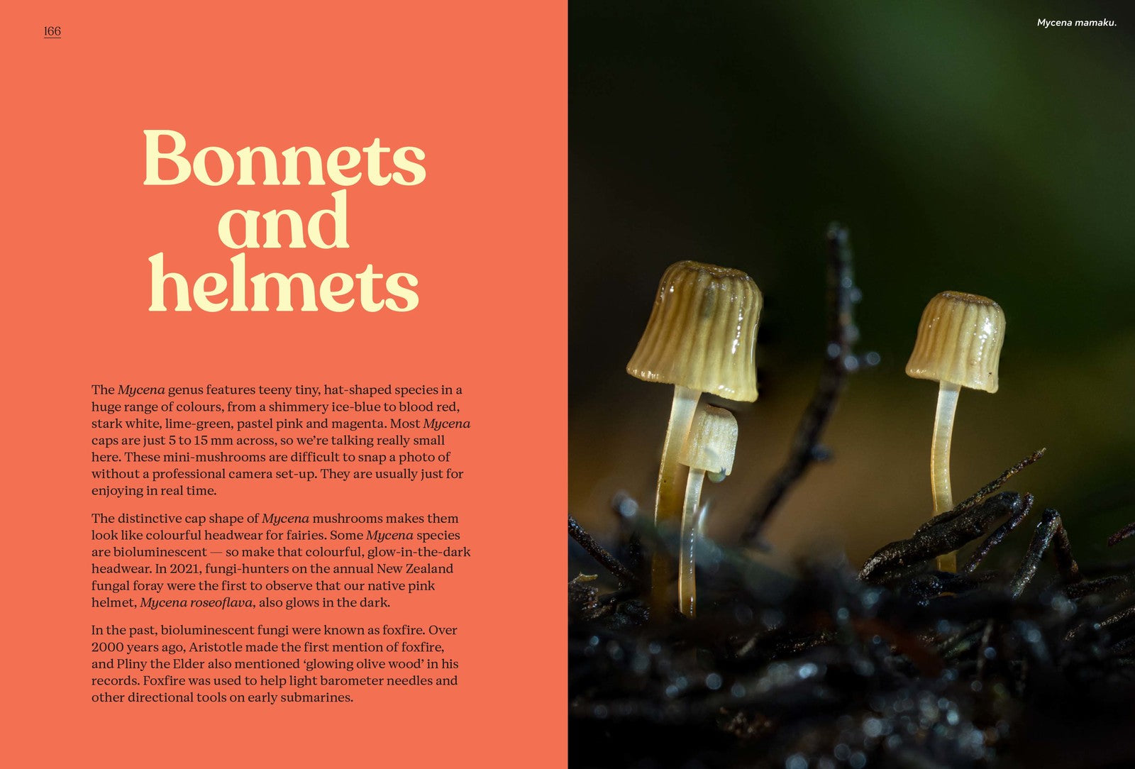 Fungi of Aotearoa by Liv Sisson