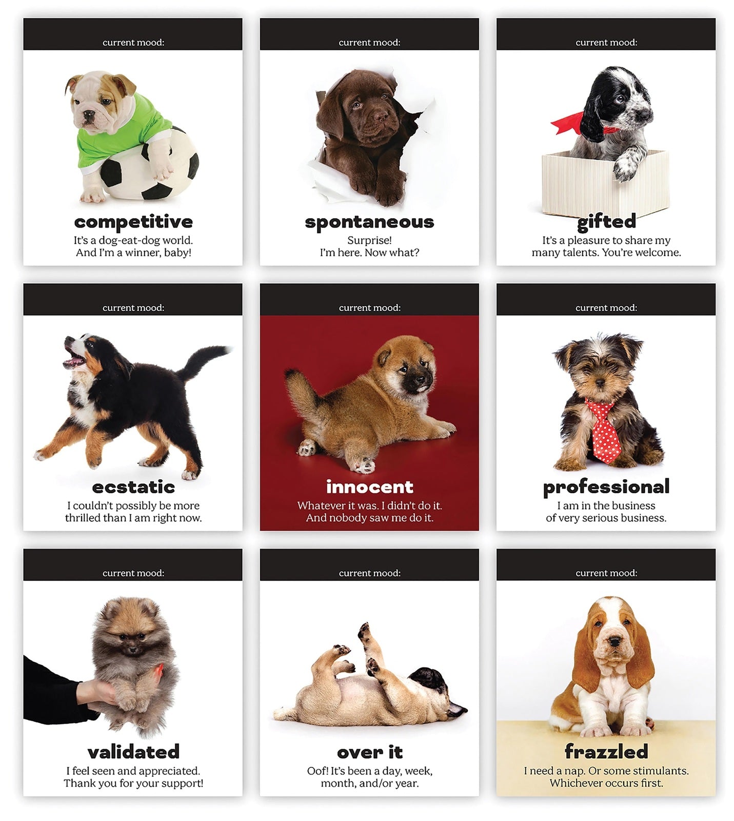 Fred: Daily Doggo Desktop Flip Book