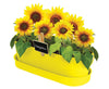Mr Fothergills: Sunflower - Windowsill Tin