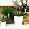 Mini Plant Pot Gnomes - Nudie Rudies - Gift Republic