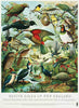 Native Birds Of NZ - Prestige Tea Towel