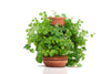 Self-Watering Terracotta Ceramic Planter - Certa