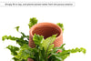 Self-Watering Terracotta Ceramic Planter - Certa