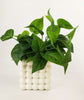 Urban Products: Addie Bubble Planter - White 13cm