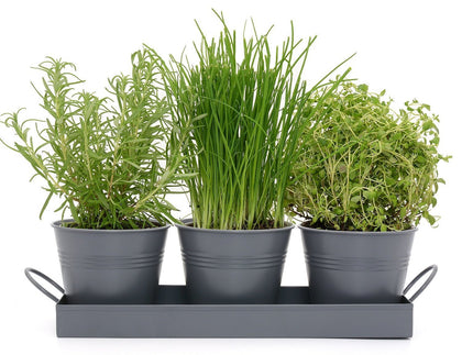 Indoor Metal Plant Herb Pots and Tray - Charcoal Grey