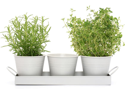 Indoor Metal Plant Herb Pots and Tray - Chalk white