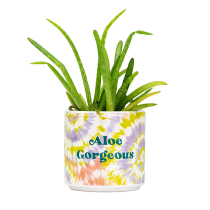 Tie Dye: Small Planter - Aloe Gorgeous