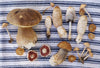 Fungi of Aotearoa by Liv Sisson