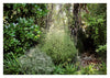 Secret Gardens of Aotearoa by Jane Mahoney (Hardback)